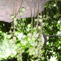Lansium domesticum Corrêa